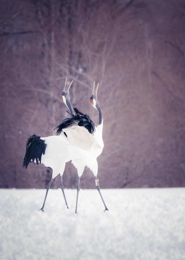 Dancing Winter Cranes