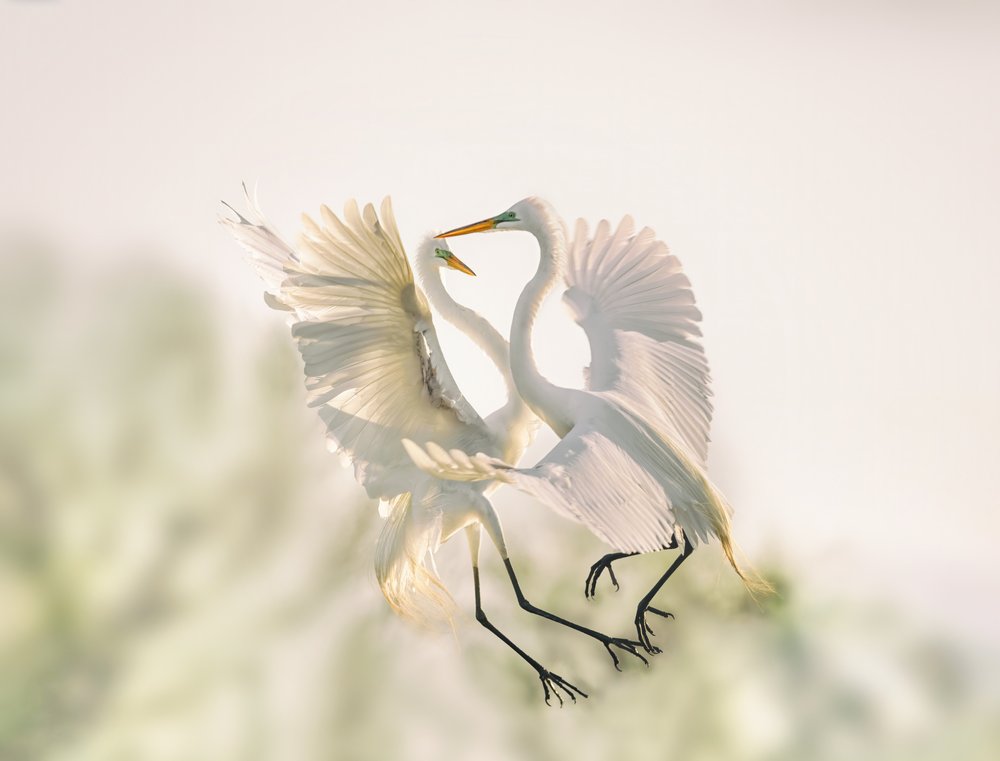 Dancing White Egrets
