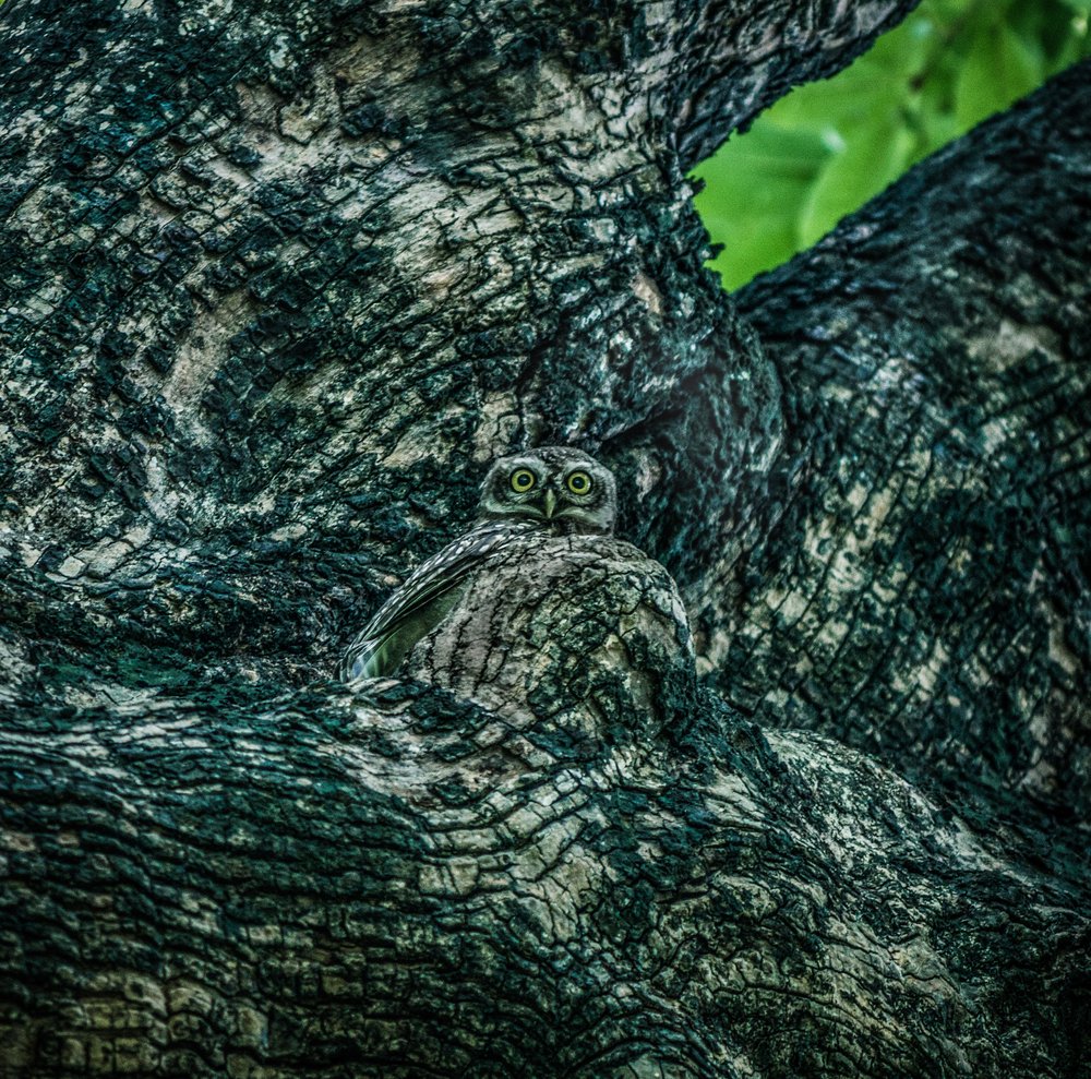 Watchful Owl in Tree