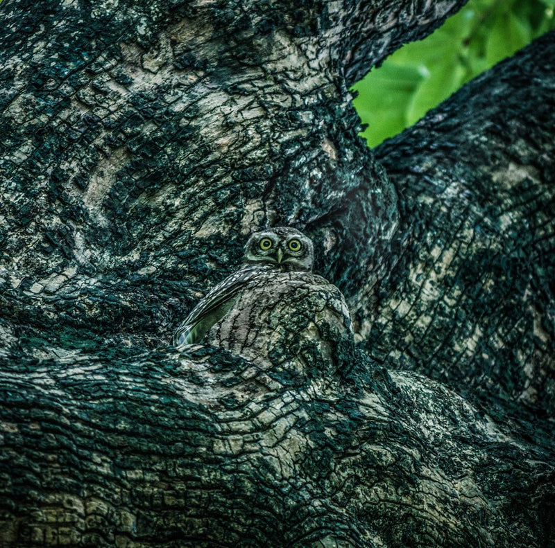 Watchful Owl in Tree