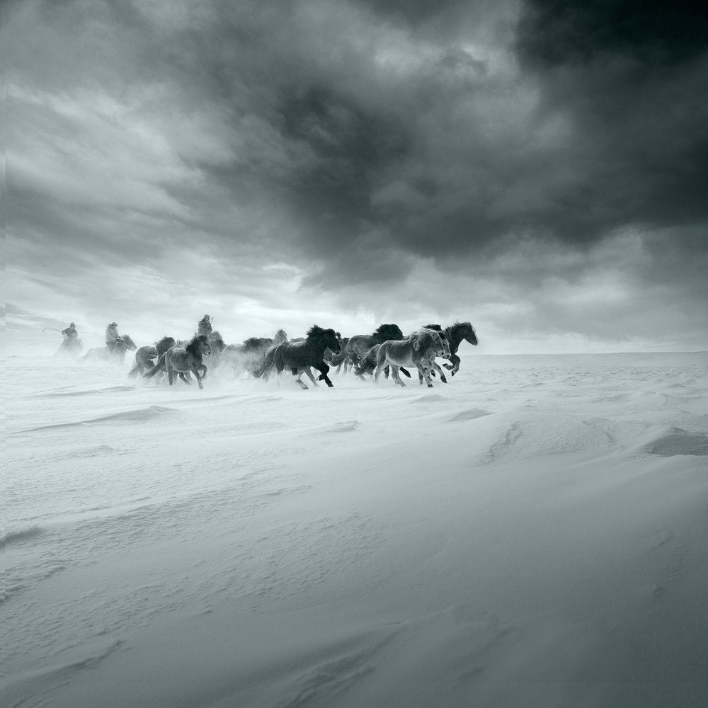 Wild Horses in Snow