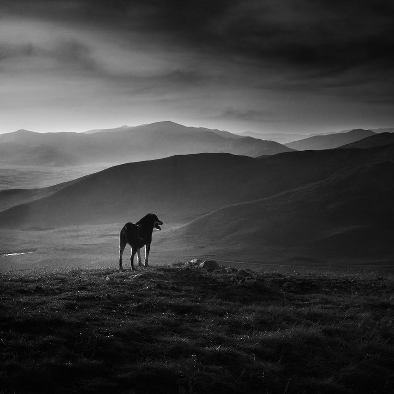 Solitary Mountain Dog