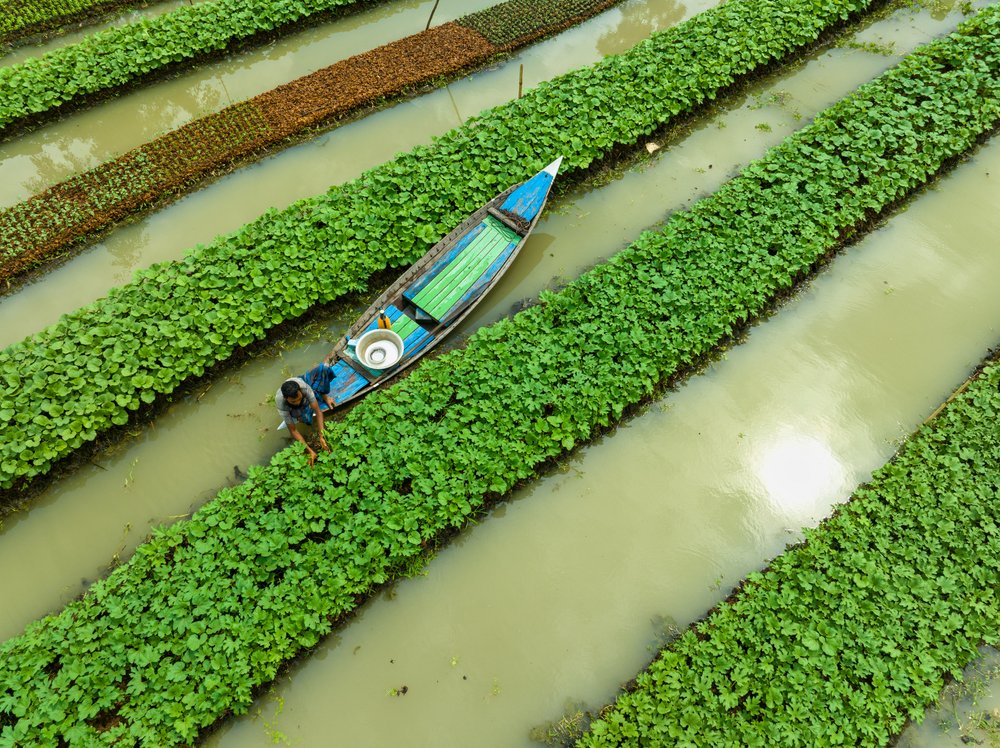 Floating Gardens Harvest
