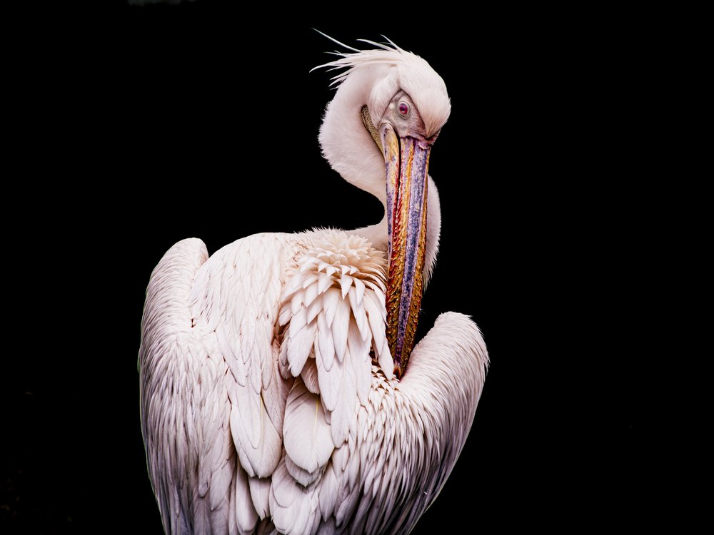 Elegant White Pelican