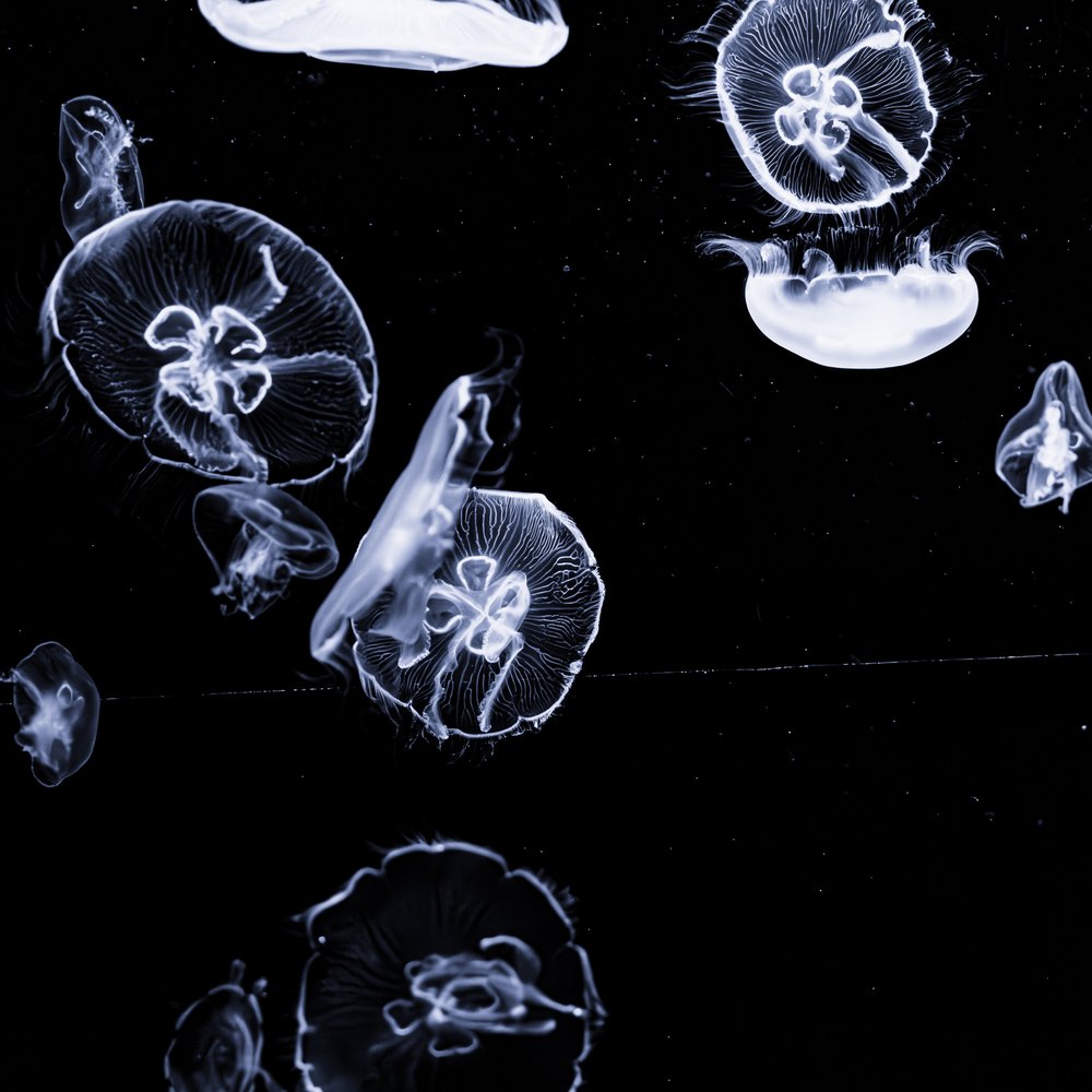Luminous Ocean Jellyfish