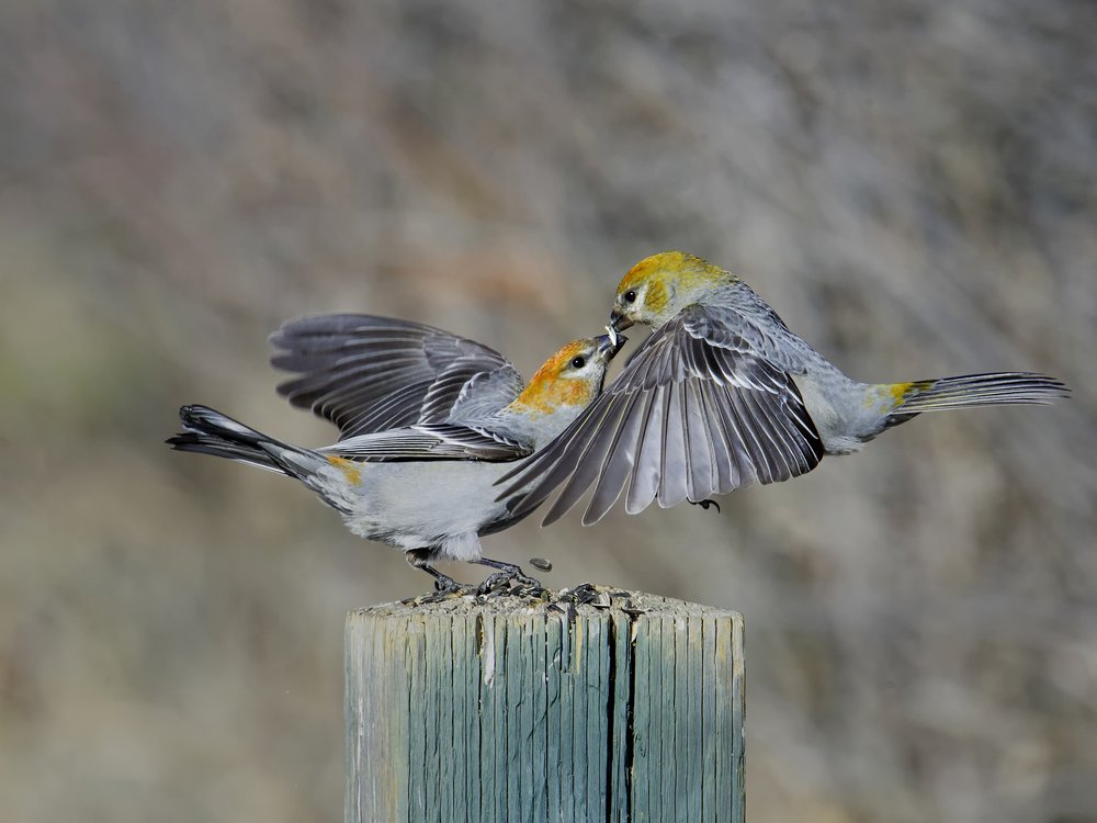 Pine Grosbeak Feeding