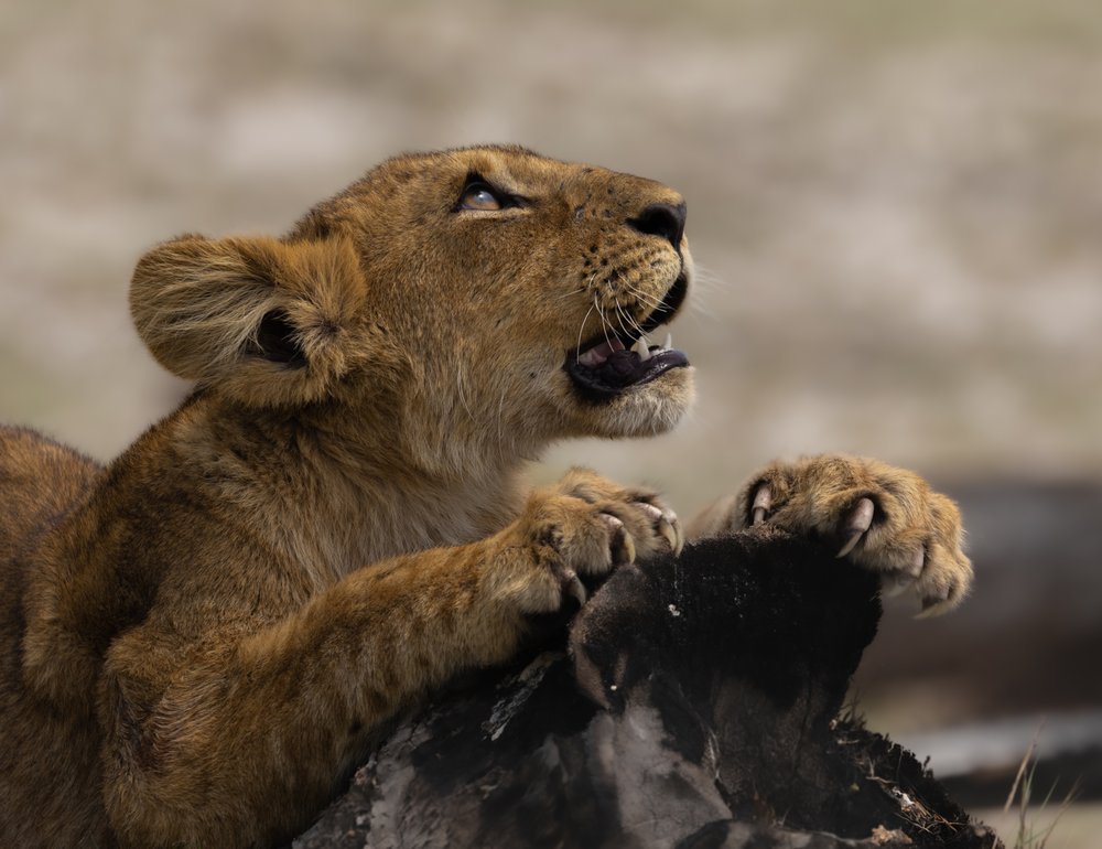 Playful Lion Cub