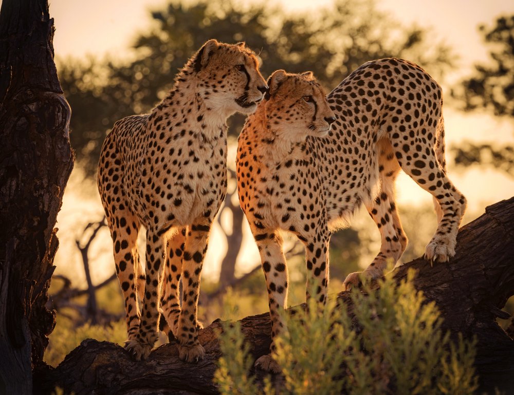 Golden Hour Cheetahs