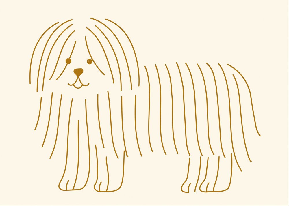Friendly Shaggy Puppy