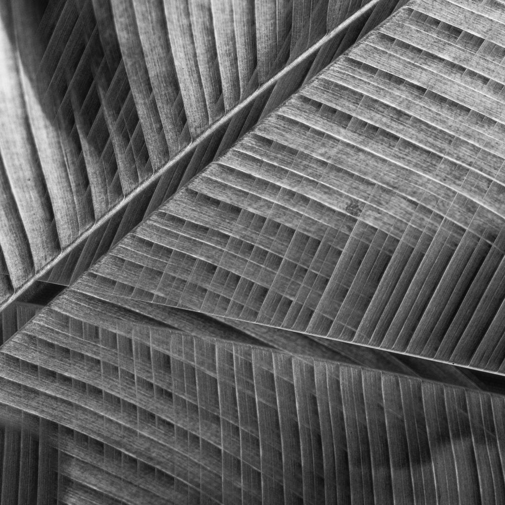 Monochrome Leaf Pattern