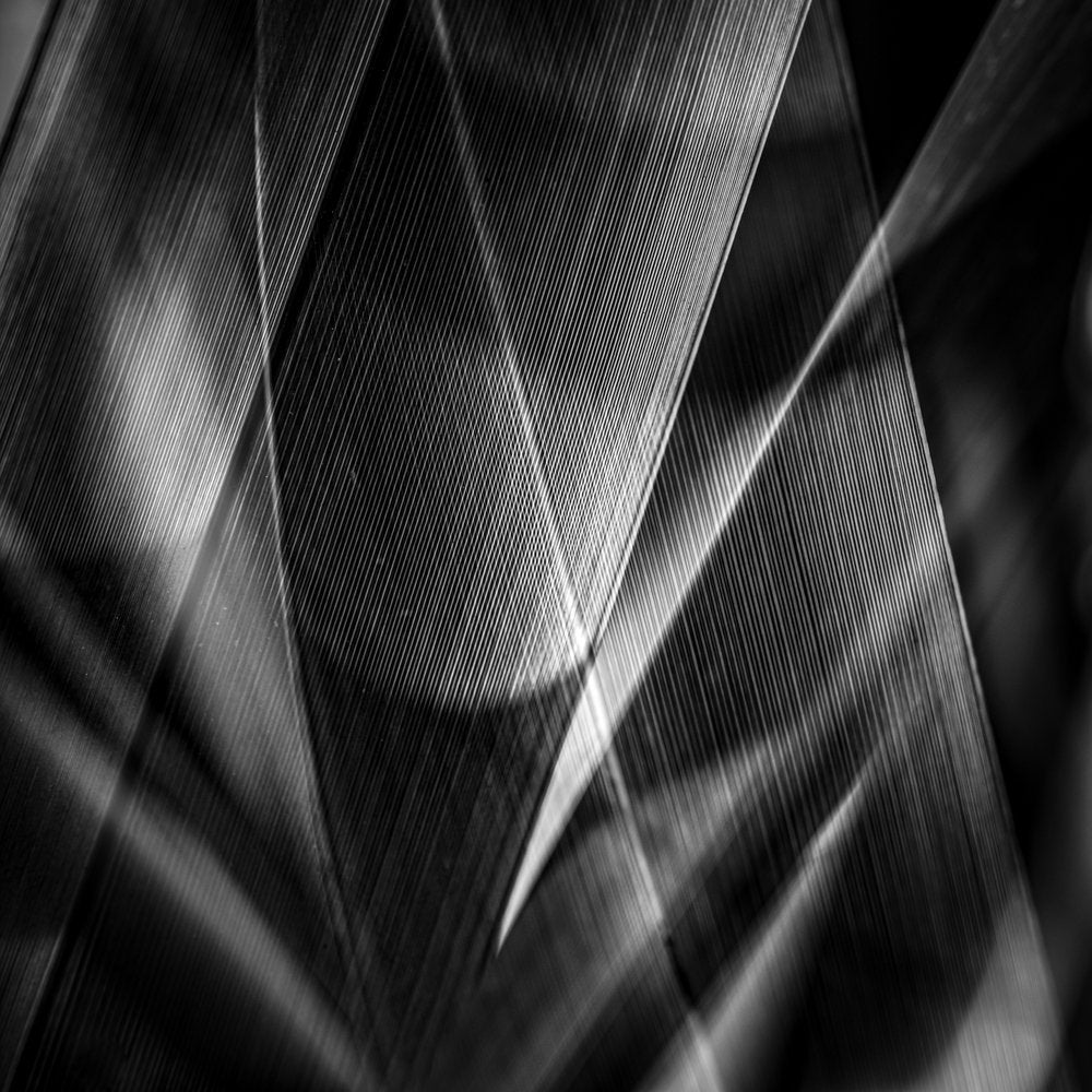 Intertwined Shadow Lines