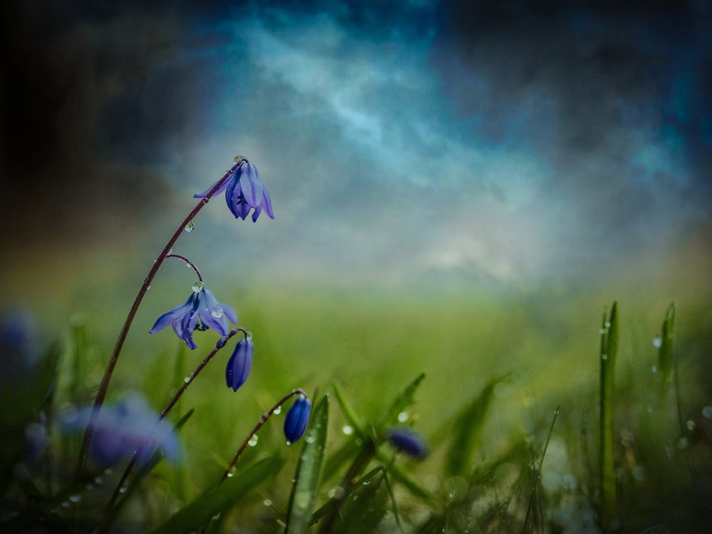 Dewy Blue Flowers