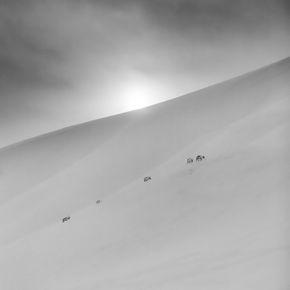 Reindeer Sunlit Snow
