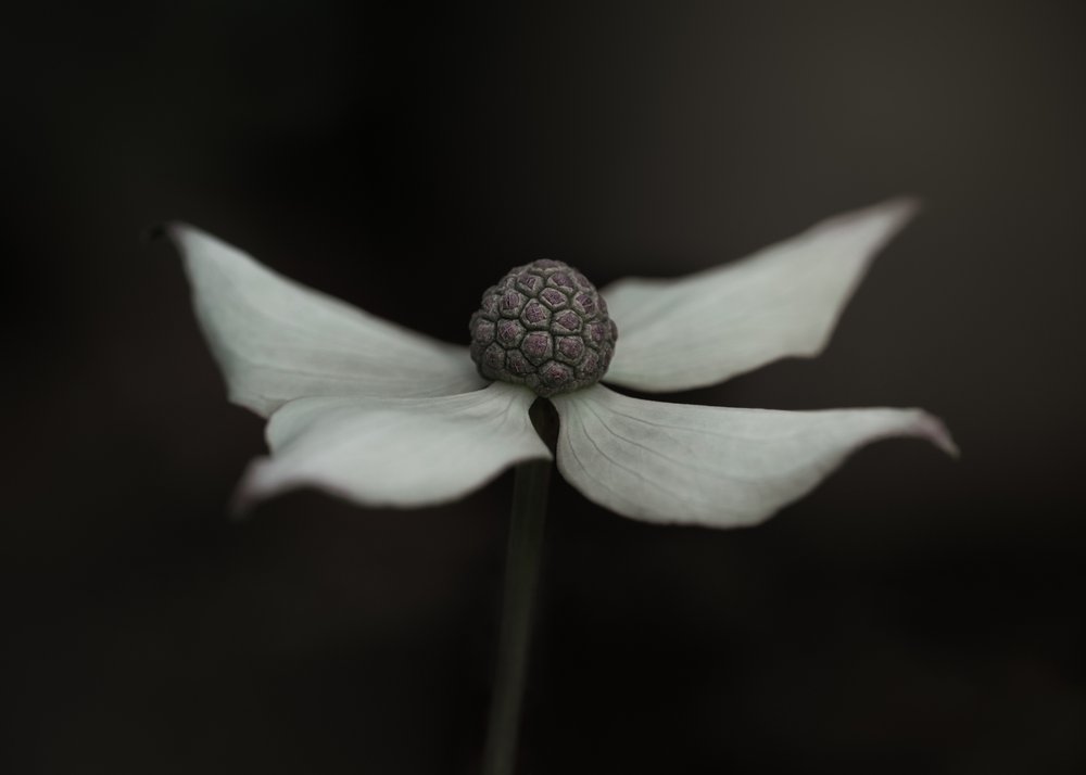 Delicate White Flower