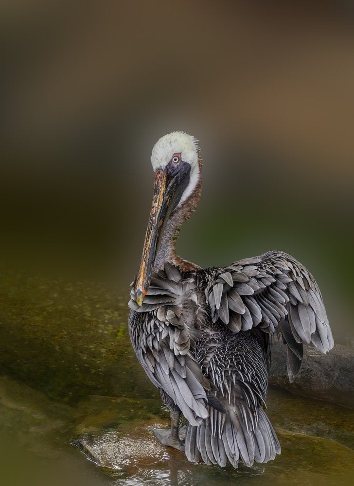 Pelican Preening