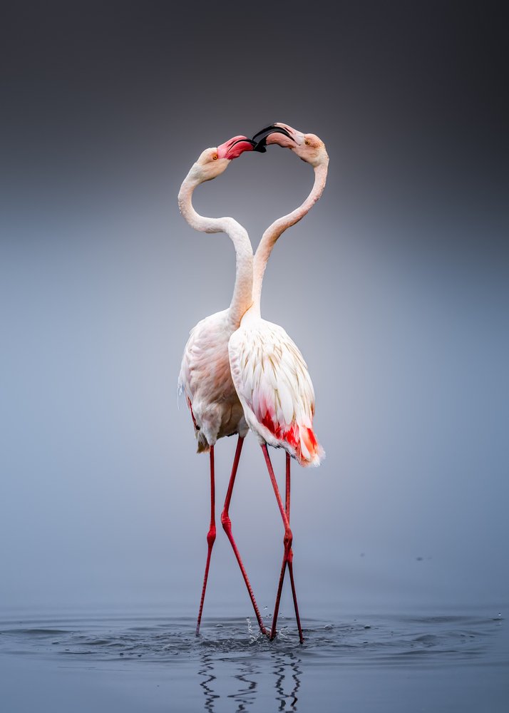 Flamingo Love Heart