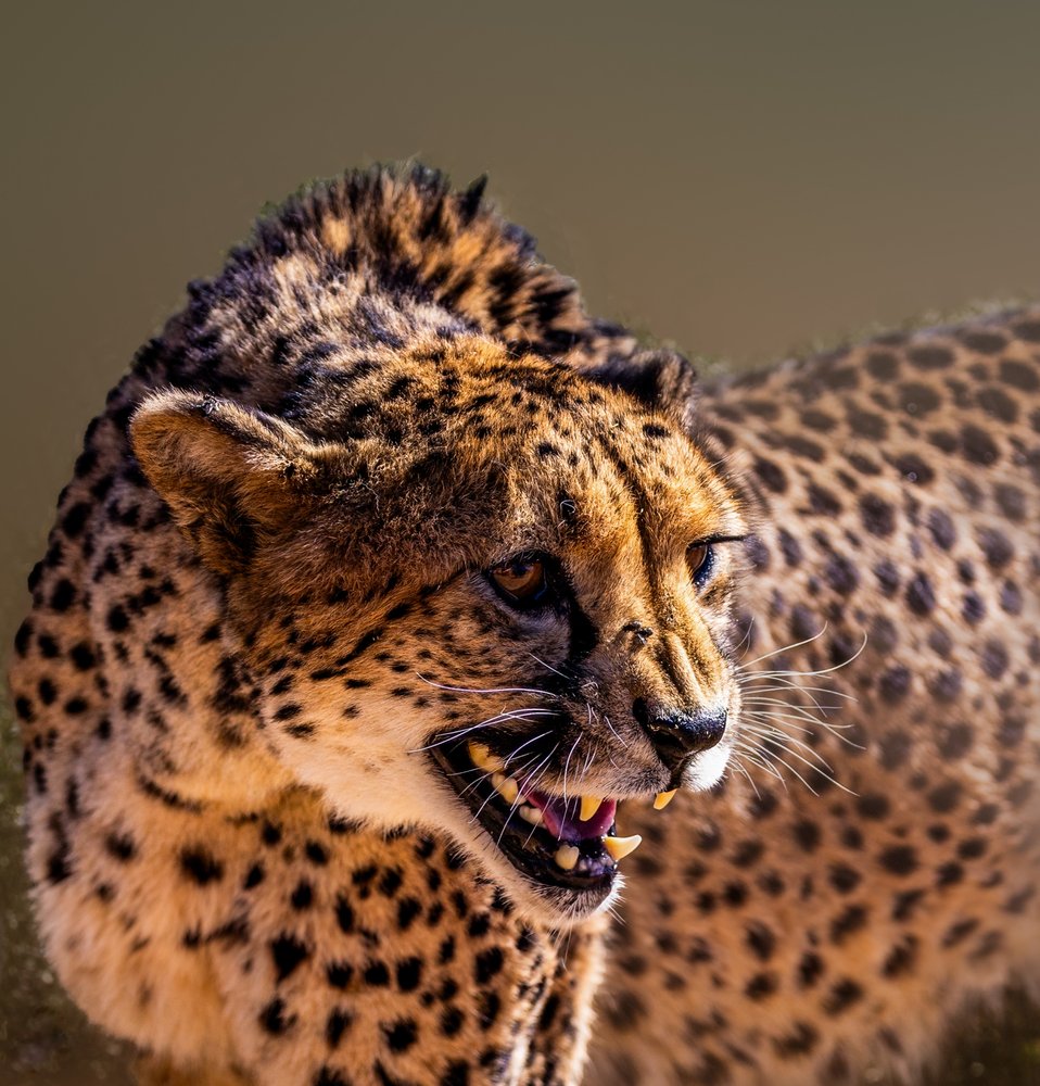 Fierce Cheetah Snarls