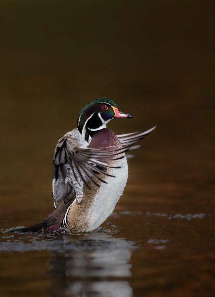 Vibrant Wood Duck