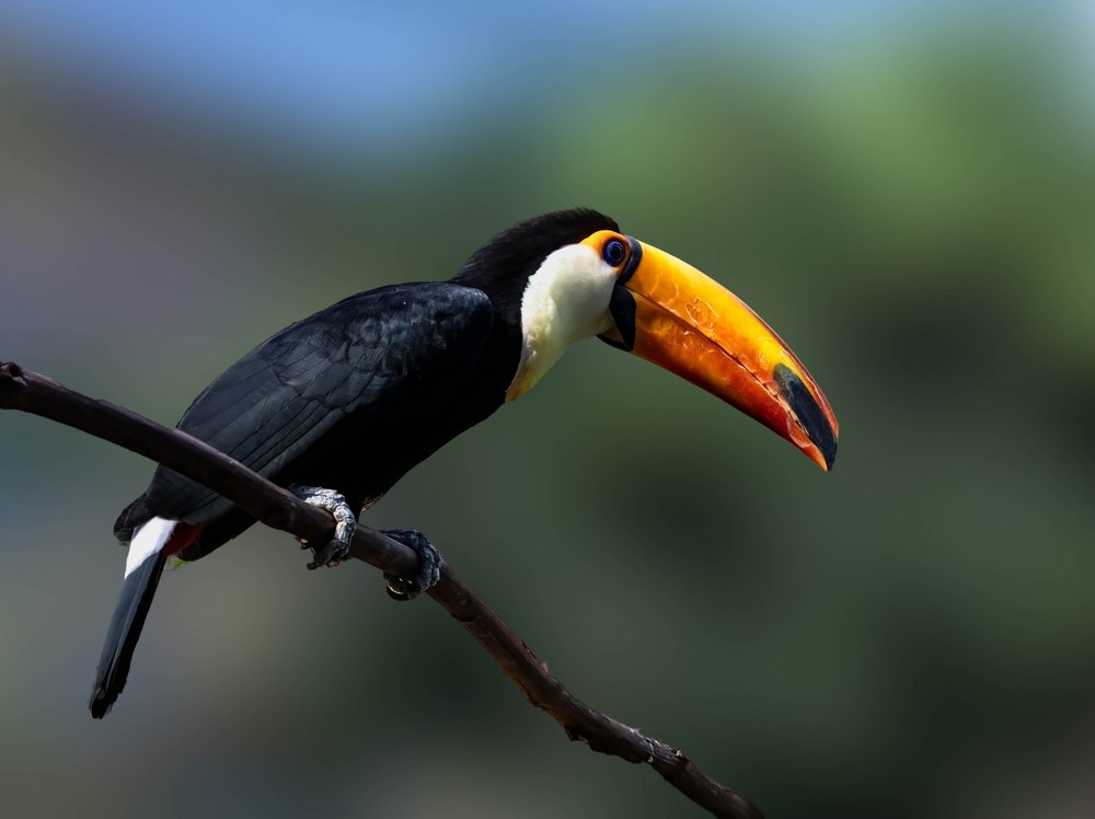 Vibrant Jungle Toucan
