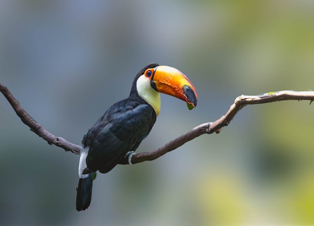 Vibrant Toco Toucan Perch