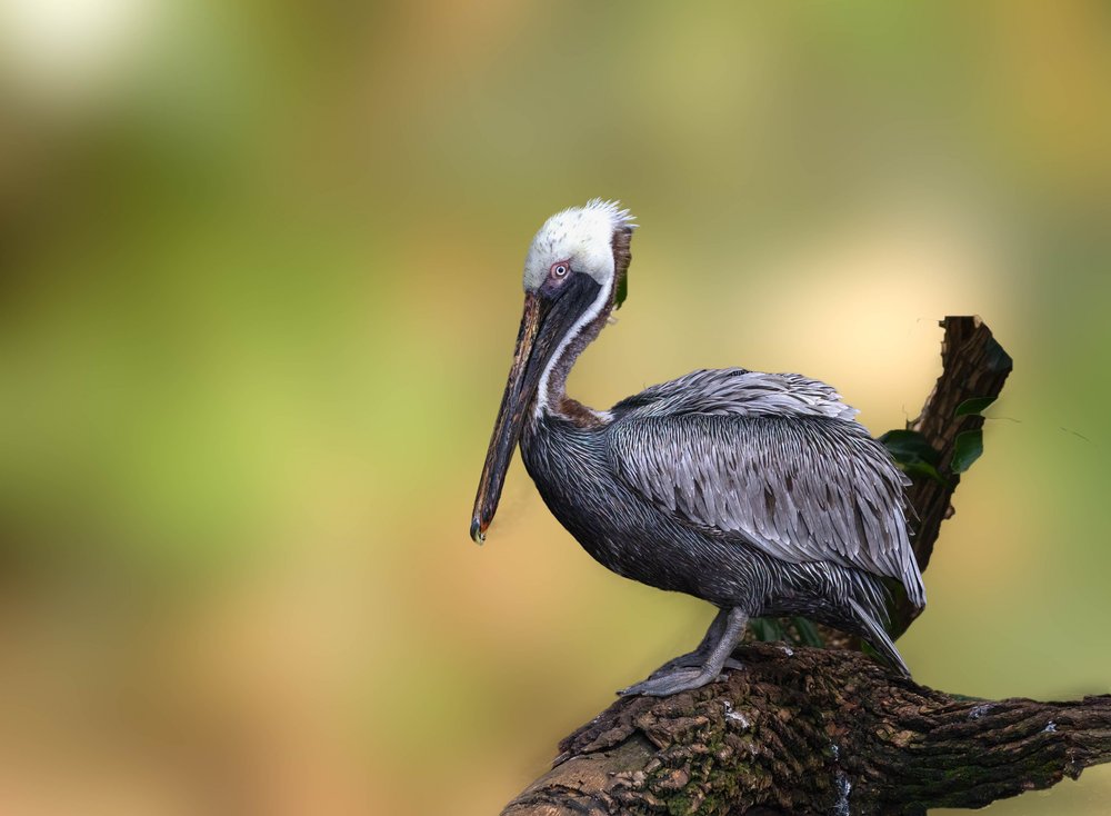 Brown Pelican Perched