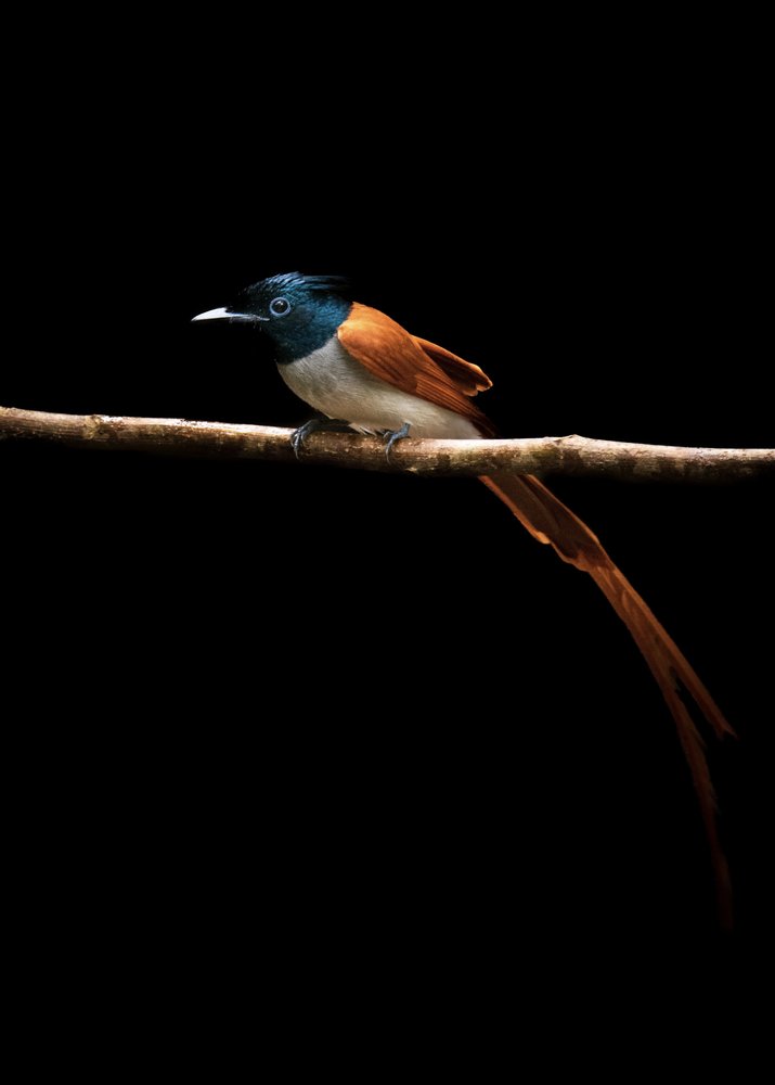 Majestic Paradise Flycatcher