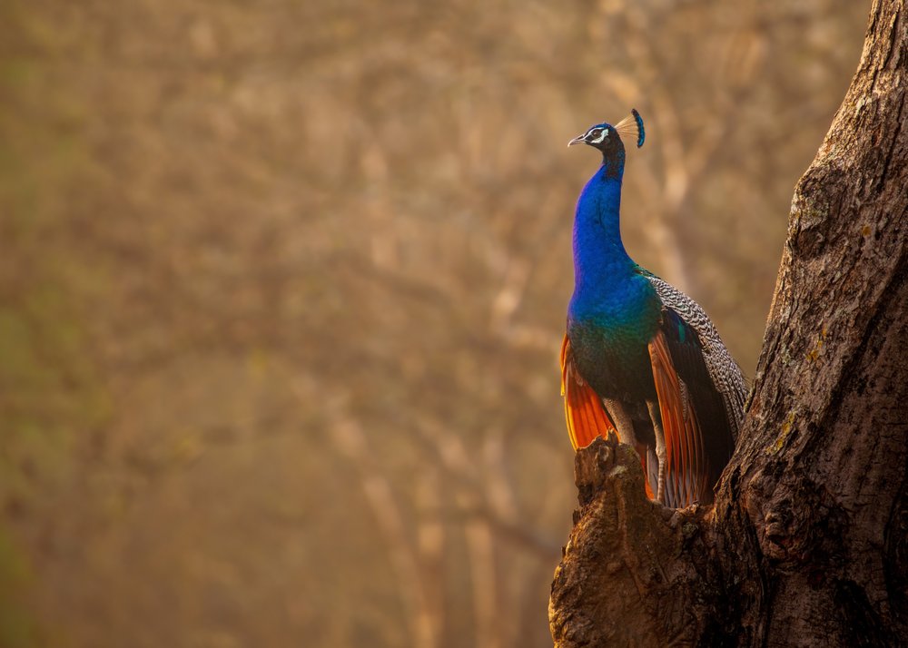 Majestic Peacock Perched