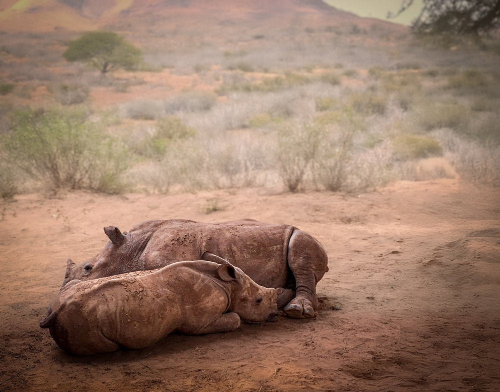 African Rhino Family