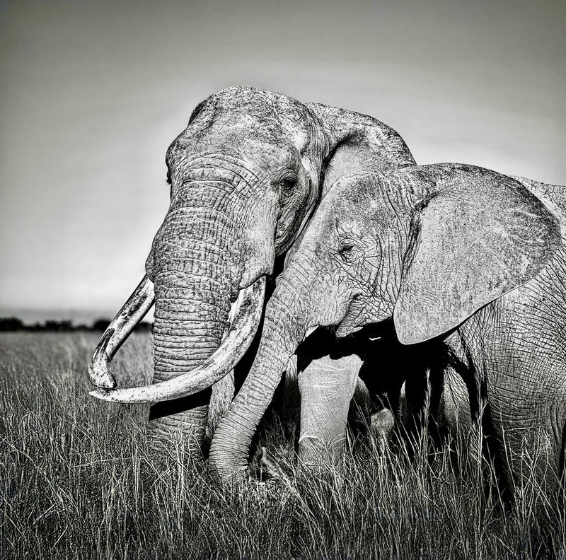 Gentle Giants Together