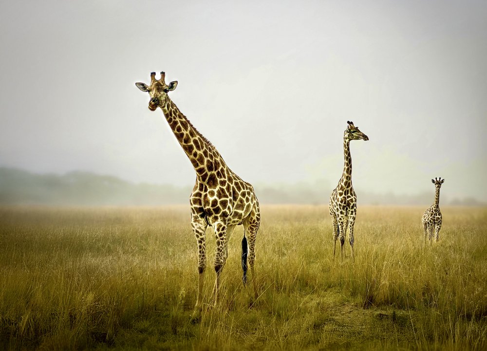Giraffe Family in Mist