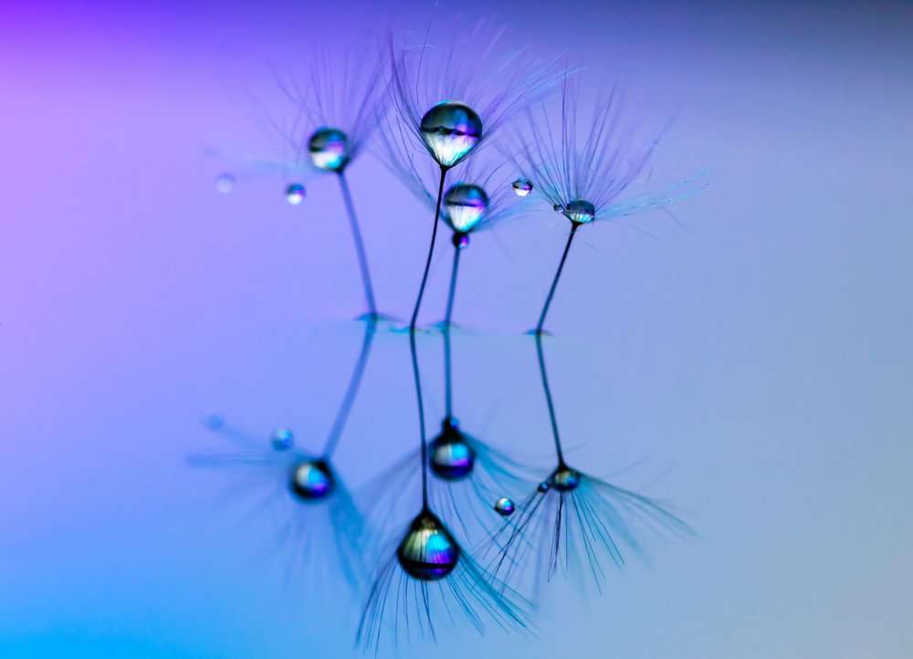Dandelion Water Drop Reflection