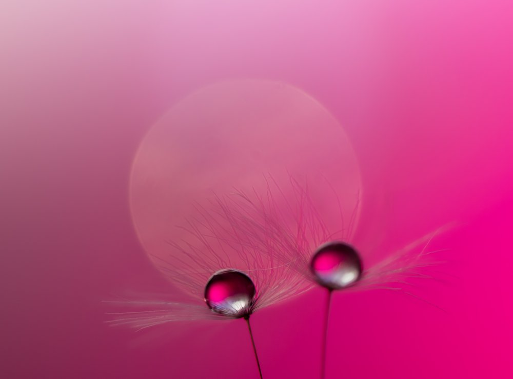 Dandelion Pink Drops