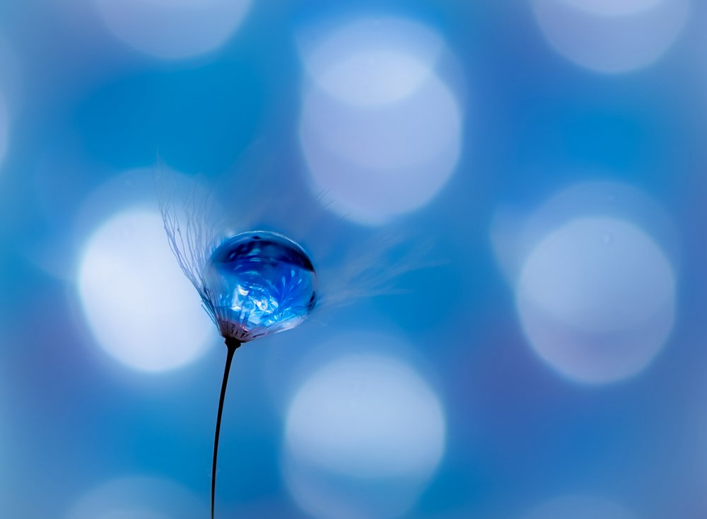 Dreamy Blue Dandelion