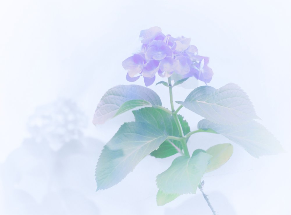 Dreamy Pastel Hydrangea