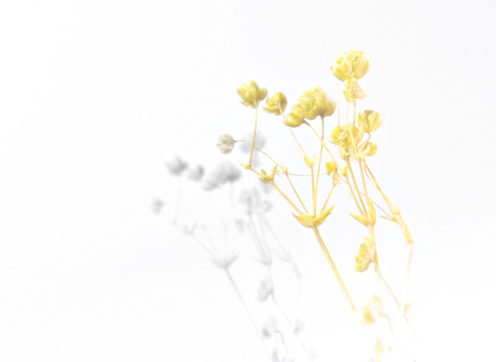 Golden Floral Shadows
