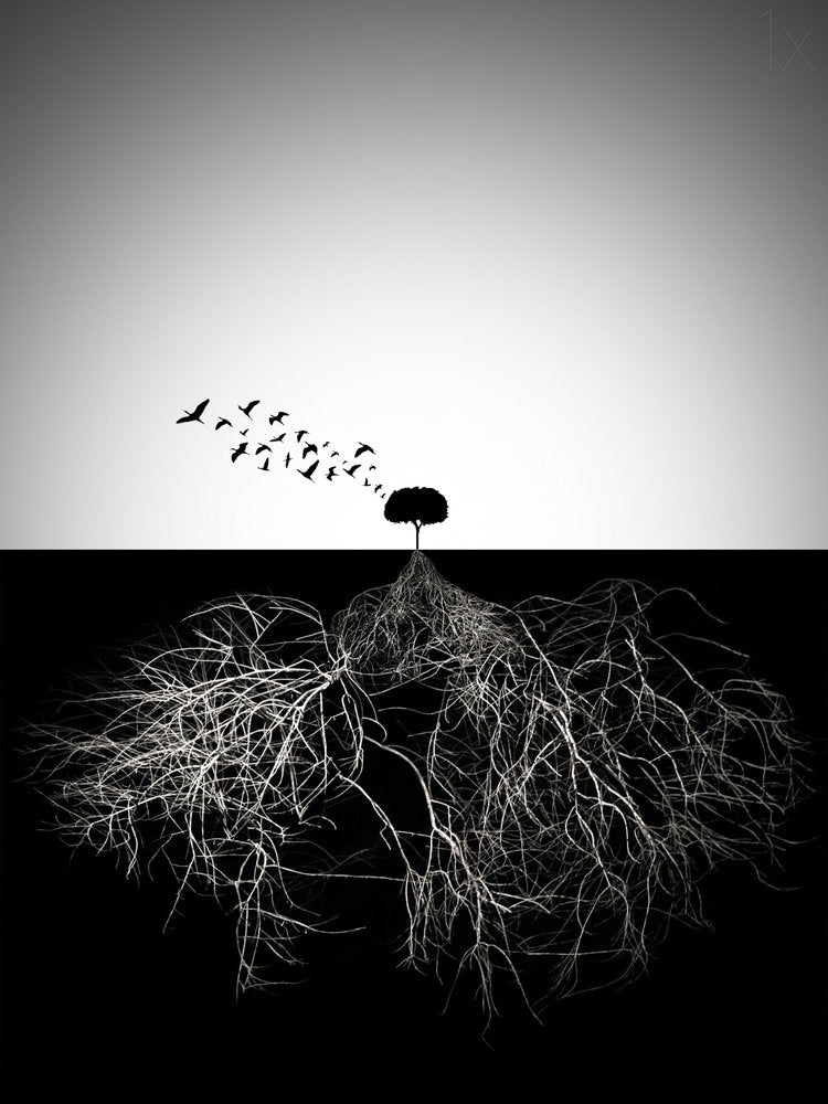 Tree Roots and Flight