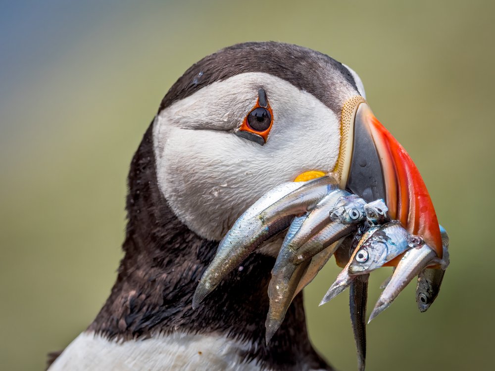 Atlantic Puffin Catch