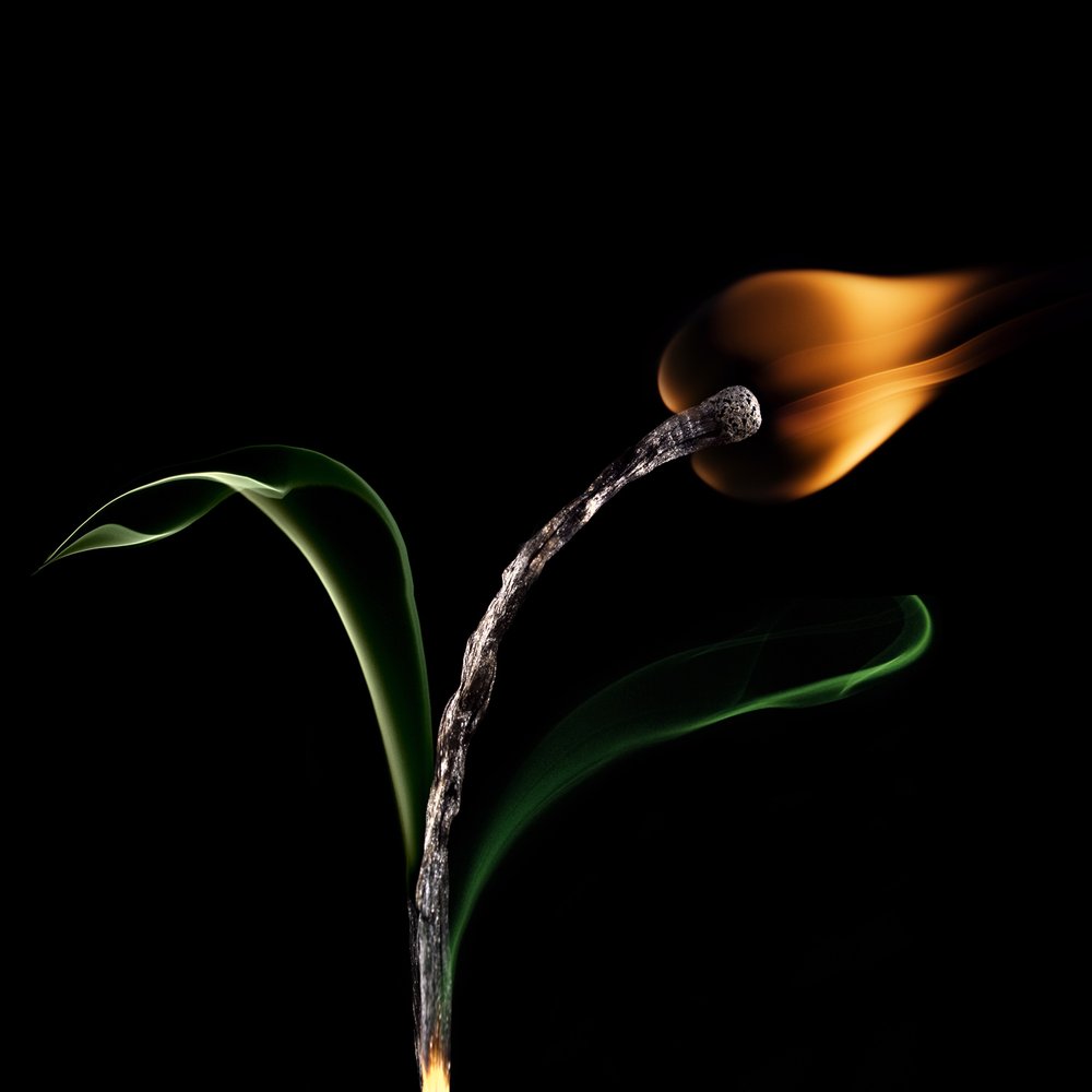 Burning Match Bloom