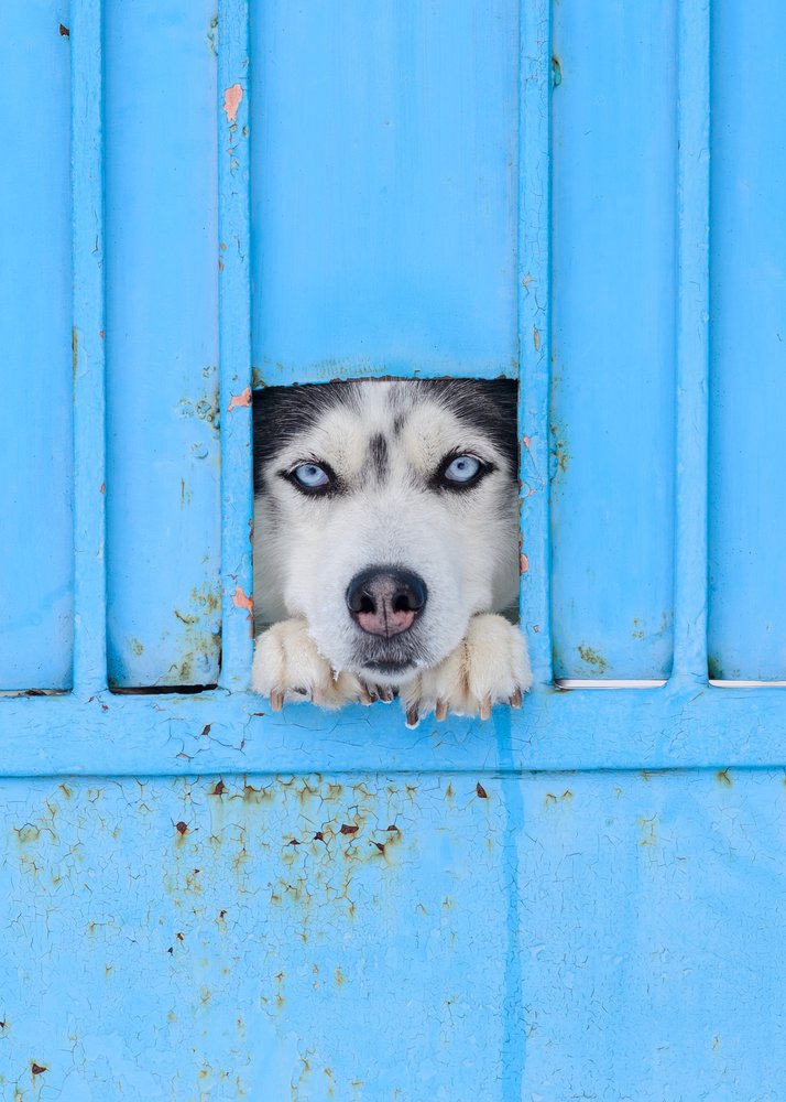 Blue Eyed Husky Peeking