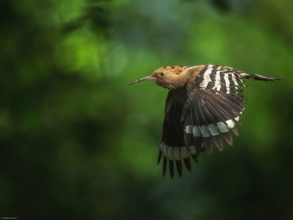 Hoopoe In Flight