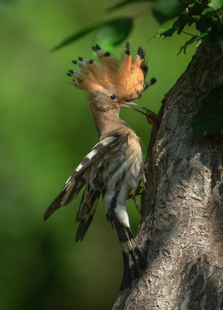 Fanned Crest Hoopoe