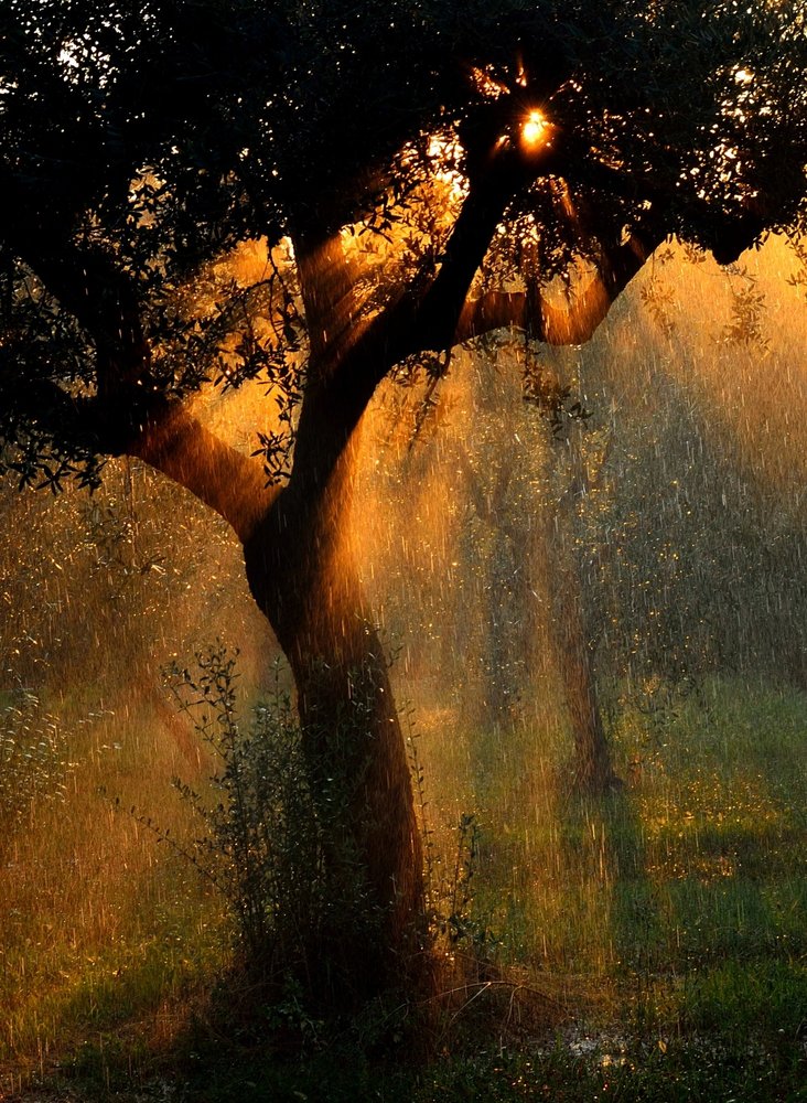 Golden Rain Shower