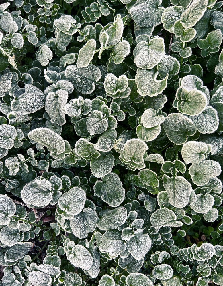 Frosted Winter Leaves