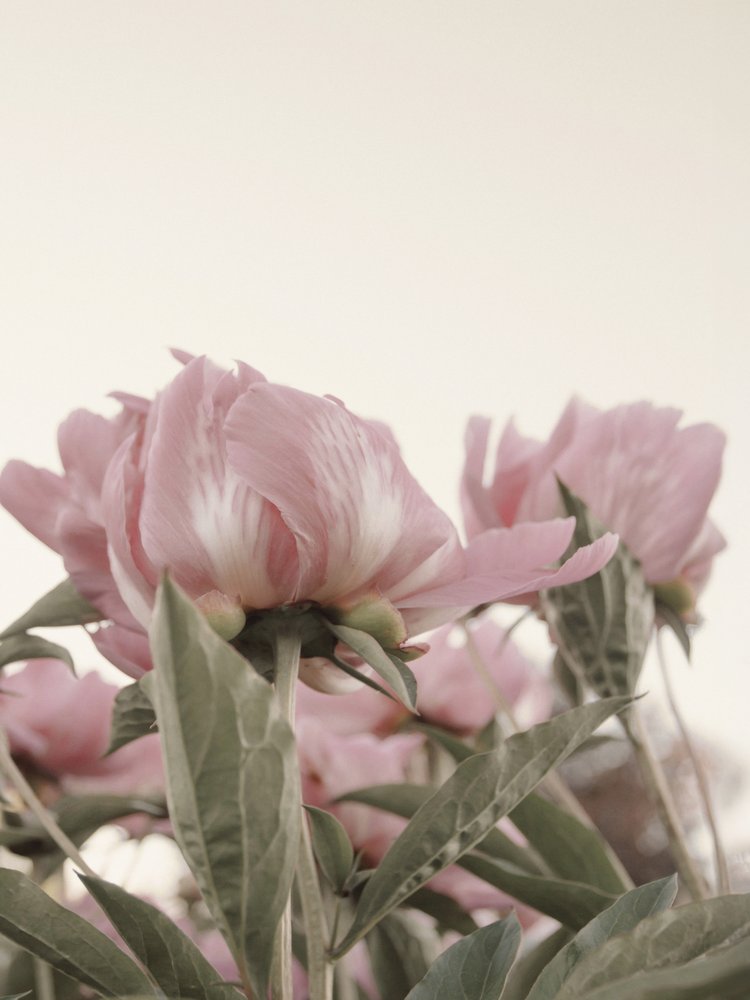 Gentle Pink Peonies