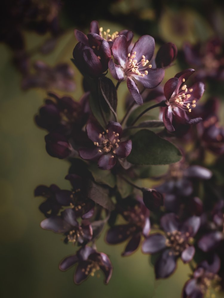 Deep Violet Blossoms