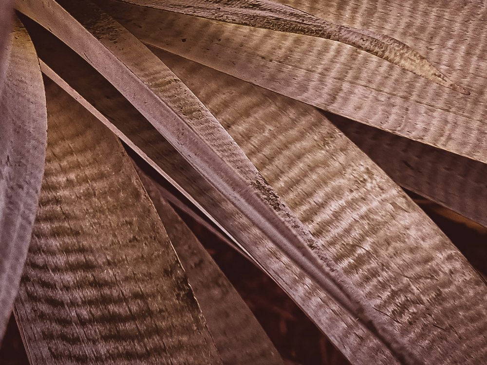 Earthy Striped Leaves
