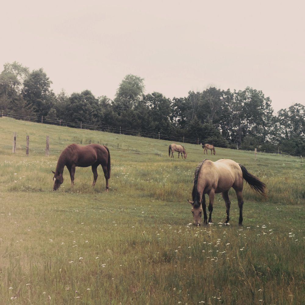 Horses Grazing In Pasture