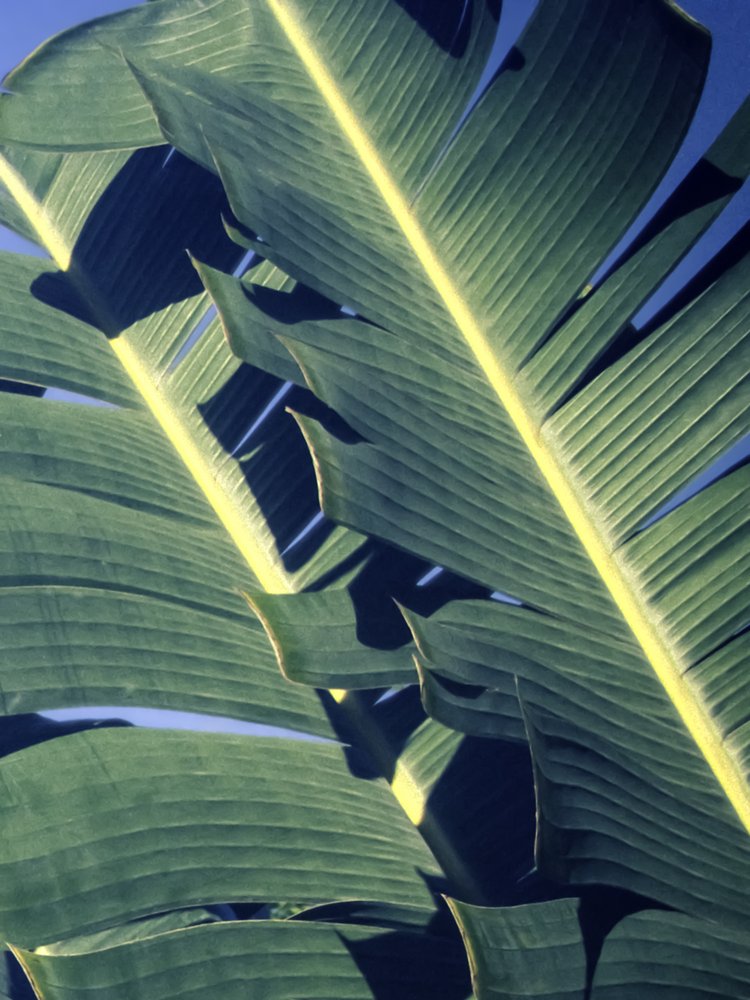 Sunny Tropical Leaves