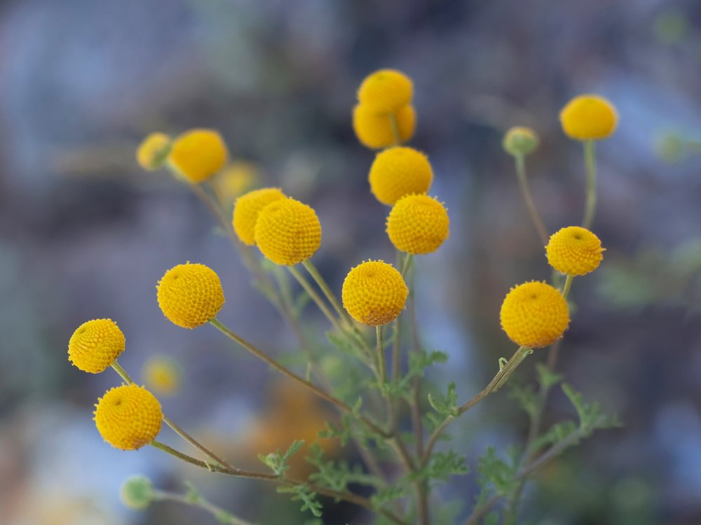 Bright Yellow Globes