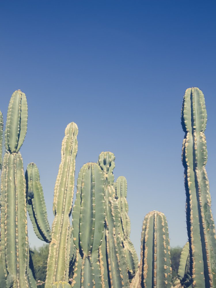 Desert Cacti Blue Sky